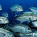 jack_bigeye_jr_h_0705_png0429.jpg